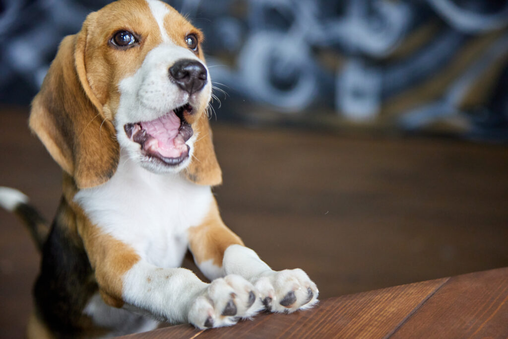 dog ate dry wall