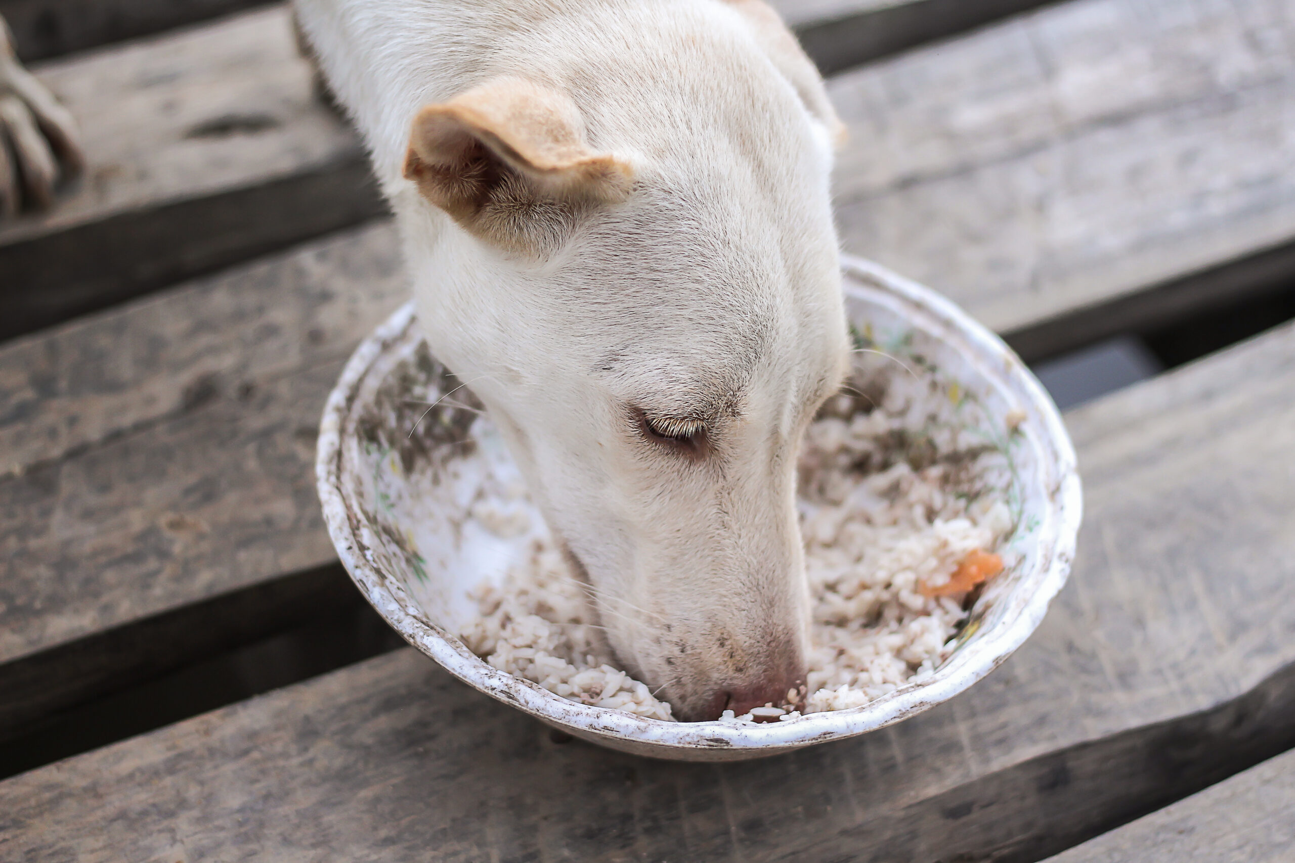 dog ate raw rice